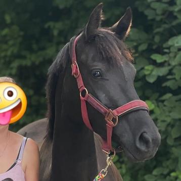 Halve stal gezocht voor D pony te Schelle beschikbaar voor biedingen