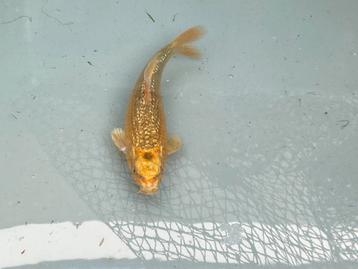 Koi’s 10-20cm beschikbaar voor biedingen