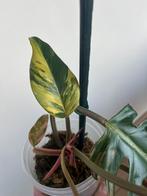 philodendron Caramel Marble Variegata Ophalen Zelzate, Huis en Inrichting, Ophalen