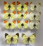 Europese VLINDERS voor verzameling, 5€/ specimen, Ophalen of Verzenden