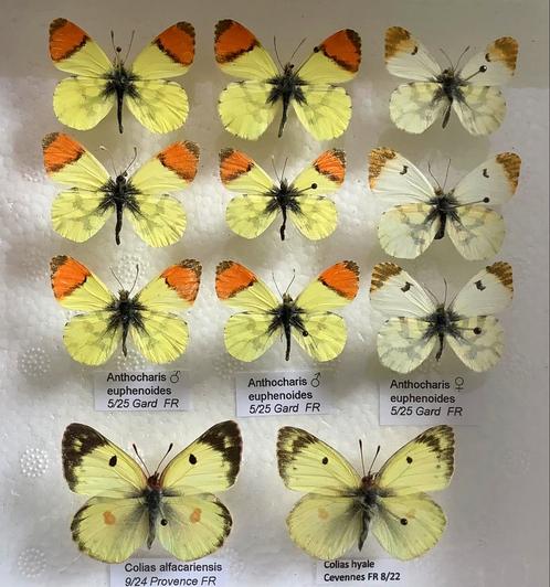 Europese VLINDERS voor verzameling, 5€/ specimen, Verzamelen, Dierenverzamelingen, Ophalen of Verzenden