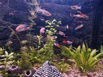 Guppy endler adultes  beschikbaar voor biedingen