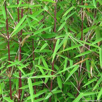 Fargesia Red Dragon Bamboo Red, niet tracerend beschikbaar voor biedingen
