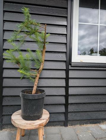 Japanse larix beschikbaar voor biedingen