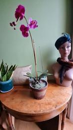Orchidée Sia déco en plastique., Maison & Meubles, Enlèvement ou Envoi