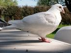 PAX Pigeon blanc perdu, Ophalen