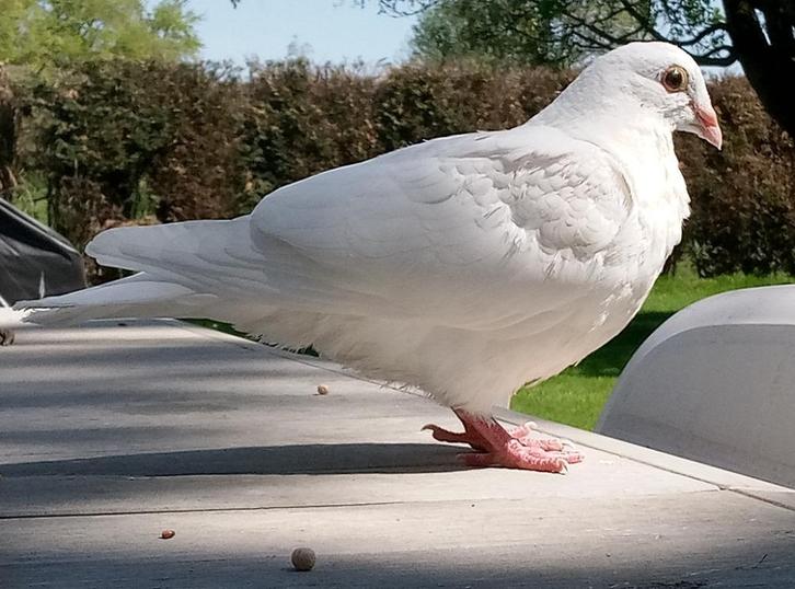 PAX Pigeon blanc perdu, Verzamelen, Dierenverzamelingen, Ophalen