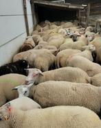 Moutons pour le festin sacrificiel