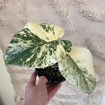 Monstera mint beschikbaar voor biedingen