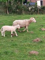 10 moutons Wiltshire Horn à vendre, Dieren en Toebehoren, Schapen, Geiten en Varkens, Mannelijk