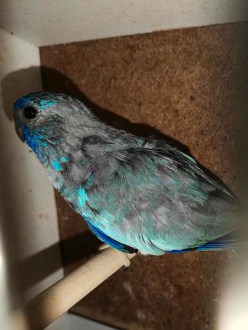 Splendid blauwe witborst 25 beschikbaar voor biedingen
