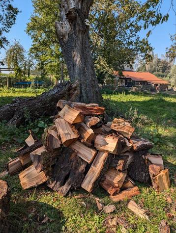 bois de chauffage précieux disponible aux enchères