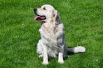 Étalon Golden Retriever, Parvovirose, Un chien, Belgique, 3 à 5 ans