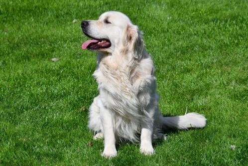 Étalon Golden Retriever, Animaux & Accessoires, Chiens | Chiens mâles pour saillie & Étalons, Chien (mâle), Éleveur | Professionnel