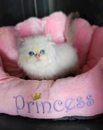 Britse langhaar kittens, Dieren en Toebehoren, Meerdere dieren, Gechipt, 0 tot 2 jaar