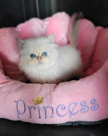 Britse langhaar kittens  beschikbaar voor biedingen