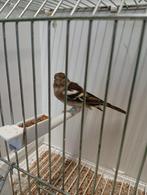 botvink pop wildkleur 2022, Vrouwelijk, Wildzangvogel, Geringd