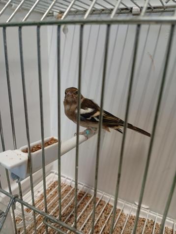 botvink pop wildkleur 2022 beschikbaar voor biedingen