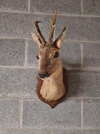 Opgezette ree, Ophalen, Gebruikt