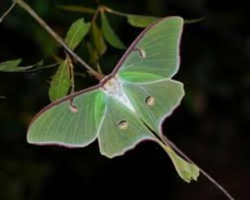actias Luna of Amerikaanse maanvlinder beschikbaar voor biedingen