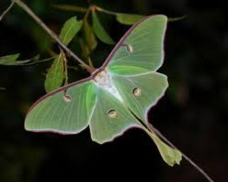 actias Luna of Amerikaanse maanvlinder, Dieren en Toebehoren, Insecten en Spinnen, Vlinders of Rupsen