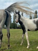 Bijna jaarling van ceasar terlinden, Dieren en Toebehoren, Pony's