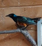 Driekleurglansspreeuw, Dieren en Toebehoren, Vogels | Overige Vogels