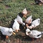 Kuifeenden, Dieren en Toebehoren