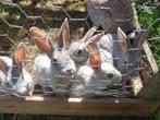 Konijntjes, Dieren en Toebehoren, Konijnen