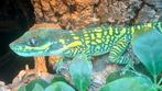 blue beauty anole  equestris potior man lees de advertentie, Dieren en Toebehoren