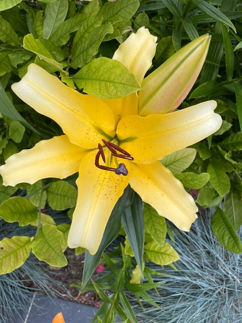 Lilium, Tuin en Terras, Planten | Tuinplanten, Ophalen