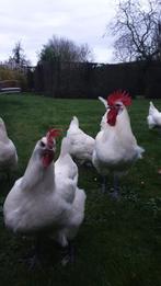 Foktoom poule de bresse, Animaux & Accessoires, Volatiles