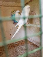 2 mannelijke volledig witte grasparkieten (parkieten), Dieren en Toebehoren, Meerdere dieren, Parkiet