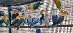 Fischeri, Dieren en Toebehoren, Vogels | Overige Vogels