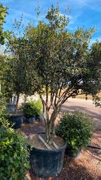 Osmanthus burkwoodii meerstammige boom, Ophalen