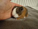 2 CH teddy cavia zeugjes, Vrouwelijk, Cavia, Tam