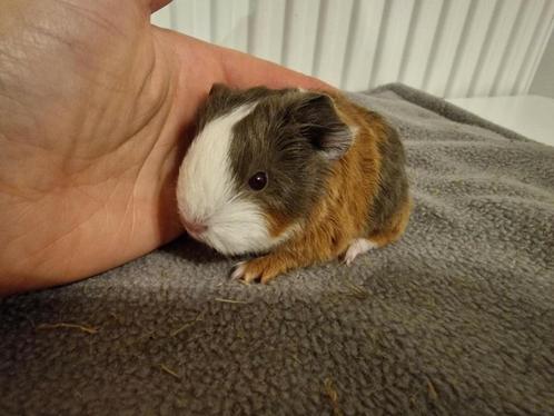 2 CH teddy cavia zeugjes, Dieren en Toebehoren, Knaagdieren, Vrouwelijk, Cavia, Tam