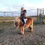 Shetland pony, Animaux & Accessoires, Poneys, Jument