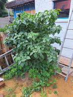 Gratis. Zelf uitschuppen, Tuin en Terras, Ophalen