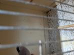 Goudvinken, Dieren en Toebehoren
