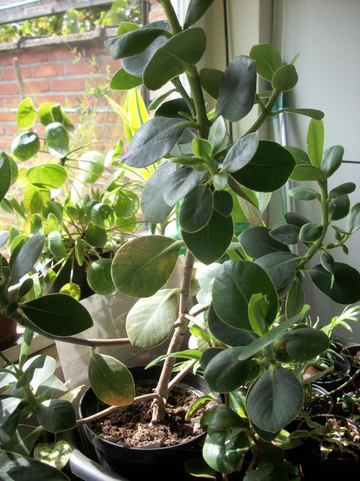 Clusia of varkensboom is oudere plant, Huis en Inrichting, Kamerplanten, Vetplant, Minder dan 100 cm, Bloeiende kamerplant, Volle zon