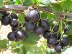 BOUTURES NON RACINÉES DE BAIES DE JOSTA: 10€/25 PIÈCES, Enlèvement ou Envoi, Printemps, Plantes fruitières, Plante fixe