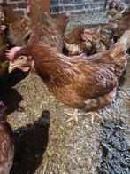 Poule pondeuses agé 16 mois 6€/P 0485/337722., Animaux & Accessoires, Poule ou poulet