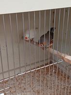 Zebravinken, Dieren en Toebehoren, Meerdere dieren, Tropenvogel, Geringd