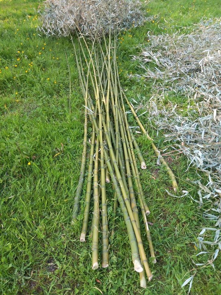 Bamboestokken, Tuin en Terras, Overige Tuin en Terras, Ophalen