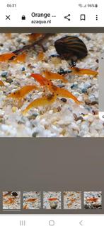 Garnalen orange japonica locatie maastricht, Dieren en Toebehoren, Vissen | Aquariumvissen