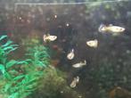 10 guppies, Dieren en Toebehoren