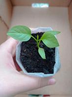 Corno Rosso | Paprika Planten (laatste stuks), Tuin en Terras, Ophalen