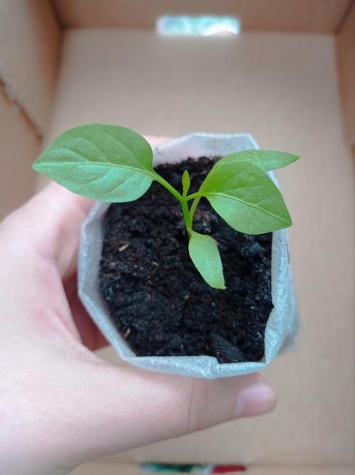 Corno Rosso | Paprika Planten (laatste stuks), Tuin en Terras, Planten | Tuinplanten, Ophalen