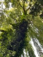 Enorme saule a donner pour bois de chauffage gratuit, Tuin en Terras, Ophalen, Takken